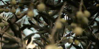 Experiencing Olive Harvest Season In Turkey: Secrets To Explore