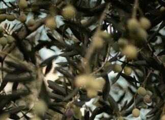 Experiencing Olive Harvest Season In Turkey: Secrets To Explore