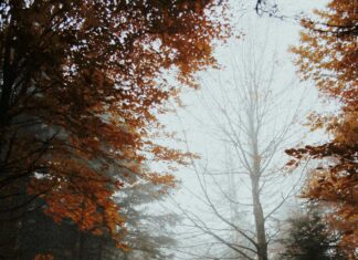 Exploring The Sufi Trail Across Turkey: Mystical Journeys Unveiled