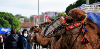 Experiencing Turkish Camel Wrestling Events: Unforgettable Cultural Thrills