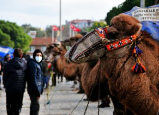 Experiencing Turkish Camel Wrestling Events: Unforgettable Cultural Thrills