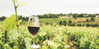 Touring The Vineyards Of Thrace: Unveiling Hidden Wine Treasures