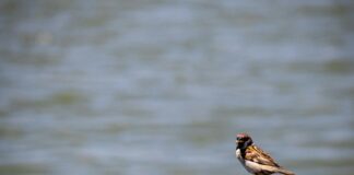 A Guide To Wildlife Watching In Turkey: Discover Hidden Natural Wonders