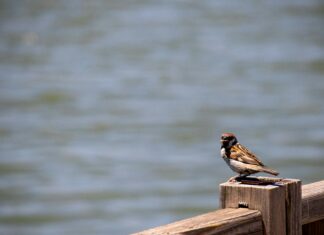 A Guide To Wildlife Watching In Turkey: Discover Hidden Natural Wonders
